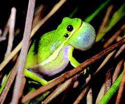 The Little Green Frog